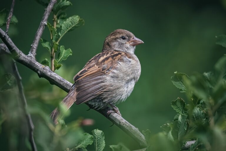 birds name in hindi and english